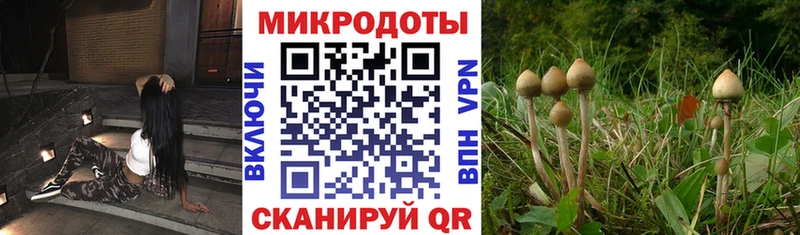 как найти закладки  Богучар  Галлюциногенные грибы Cubensis 